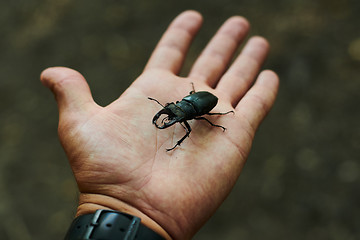 Image showing Man holds in the palm of beetle.