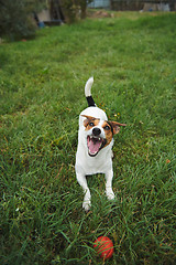 Image showing Jack Russell Terrier dog with a toy ball