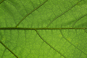 Image showing Green leaf background texture