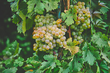 Image showing Grapes on the vine