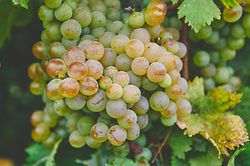 Image showing Grapes on the vine