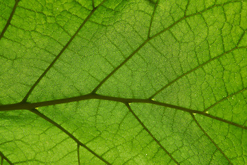 Image showing Green leaf background texture