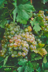 Image showing Grapes on the vine