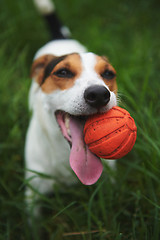Image showing Jack Russell Terrier dog with a toy ball in his teeth