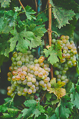 Image showing Grapes on the vine