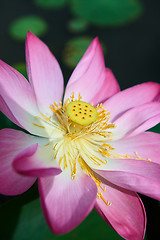 Image showing Pink Lotus flower.