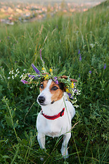 Image showing Dog in wreath in grass field