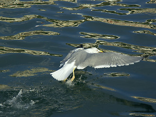 Image showing Seabull capture