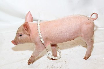 Image showing Piglet With Pearls