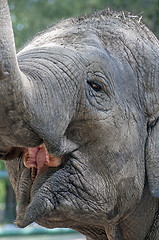 Image showing Elephant face.