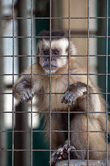 Image showing A cute monkey.