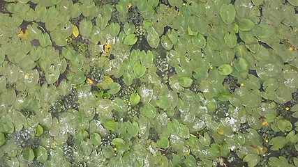 Image showing Green leaves and yellow flowers of the water lily are swaying on the splash of water in the river. 4K video, 240fps, 2160p.