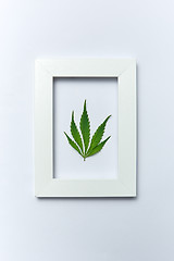 Image showing Green cannabis leaf in a rectangular frame on a light grey background.