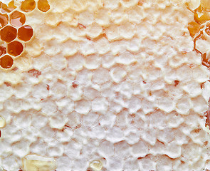 Image showing honey comb macro