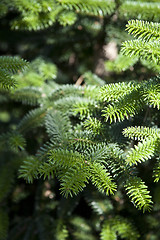 Image showing Pine tree brunch closeup. Green spruce.