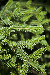 Image showing Pine tree brunch closeup. Green spruce.