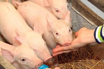 Image showing Piglets Farm