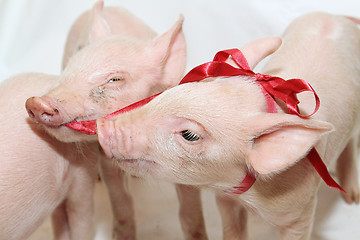 Image showing Bow Piglets