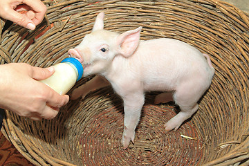Image showing Piglet Bottle Feed