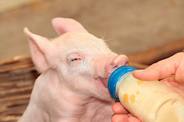 Image showing Milk Bottle Piglet