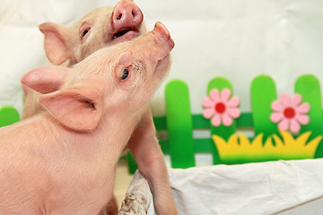 Image showing Two Piglets