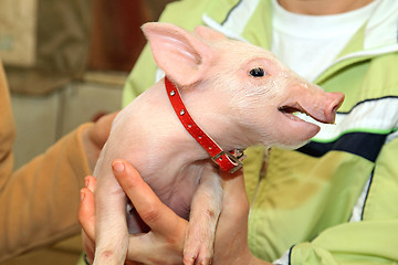 Image showing Pet Piglet