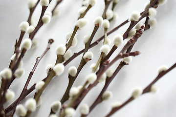 Image showing close up of pussy willow branches on white