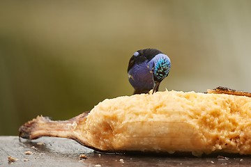 Image showing Small tropical bird in a rainforest, red-legged honeycreeper