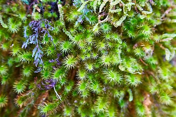 Image showing Moss layer closeup