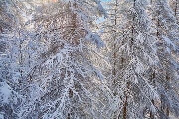Image showing Winter tree branches with fresh snow