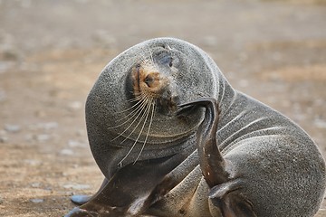 Image showing Young fur seal