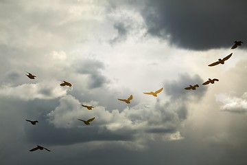 Image showing Birds flying in cloudy sky