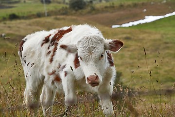 Image showing Cow on a pasture