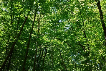 Image showing Spring Green Leaves