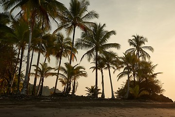 Image showing Pacific Coast With Rainforest