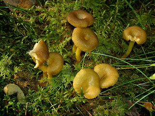 Image showing Autumn Fungus