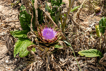 Image showing Artichoke in flower