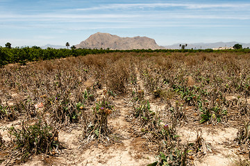 Image showing Abandoned field of Artichokes