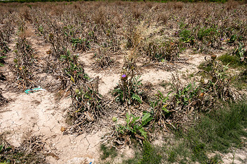 Image showing Abandoned field of Artichokes