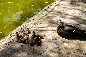 Image showing Ducklings at rest