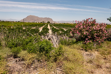 Image showing view orchard mountain