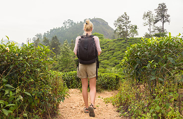 Image showing Active caucasian blonde woman enjoing fresh air and pristine nature while tracking among tea plantaitons near Ella, Sri Lanka. Bacpecking outdoors tourist adventure