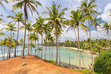 Image showing Tropical beach with exotic palm trees and wooden boats on the sand in Mirissa, Sri Lanka