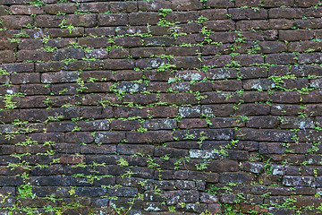 Image showing Dark old brick wall with small green plant shoots