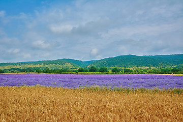 Image showing Lavender River in Bulgaria