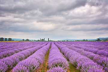 Image showing Lavender Field in Bulgaria