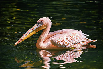 Image showing Pelican on the Pond