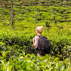 Image showing Active caucasian blonde woman enjoing fresh air and pristine nature while tracking among tea plantaitons near Ella, Sri Lanka. Bacpecking outdoors tourist adventure