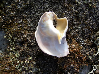 Image showing Broken Sea Shell