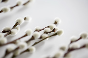 Image showing close up of pussy willow branches on white